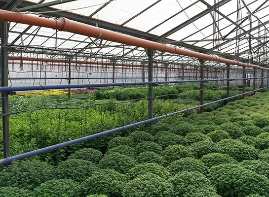 Помещение теплицы